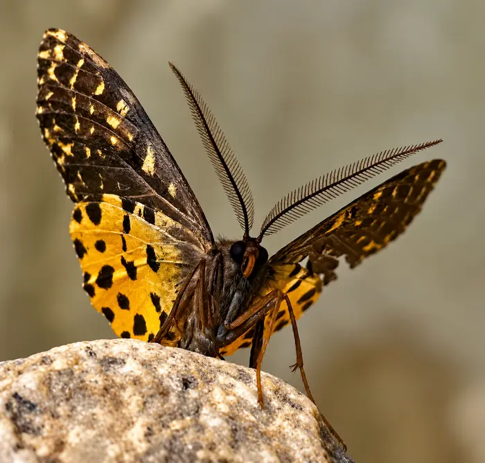 A butterfly on a stone