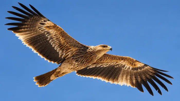 An eagle in the sky over the Himalayas